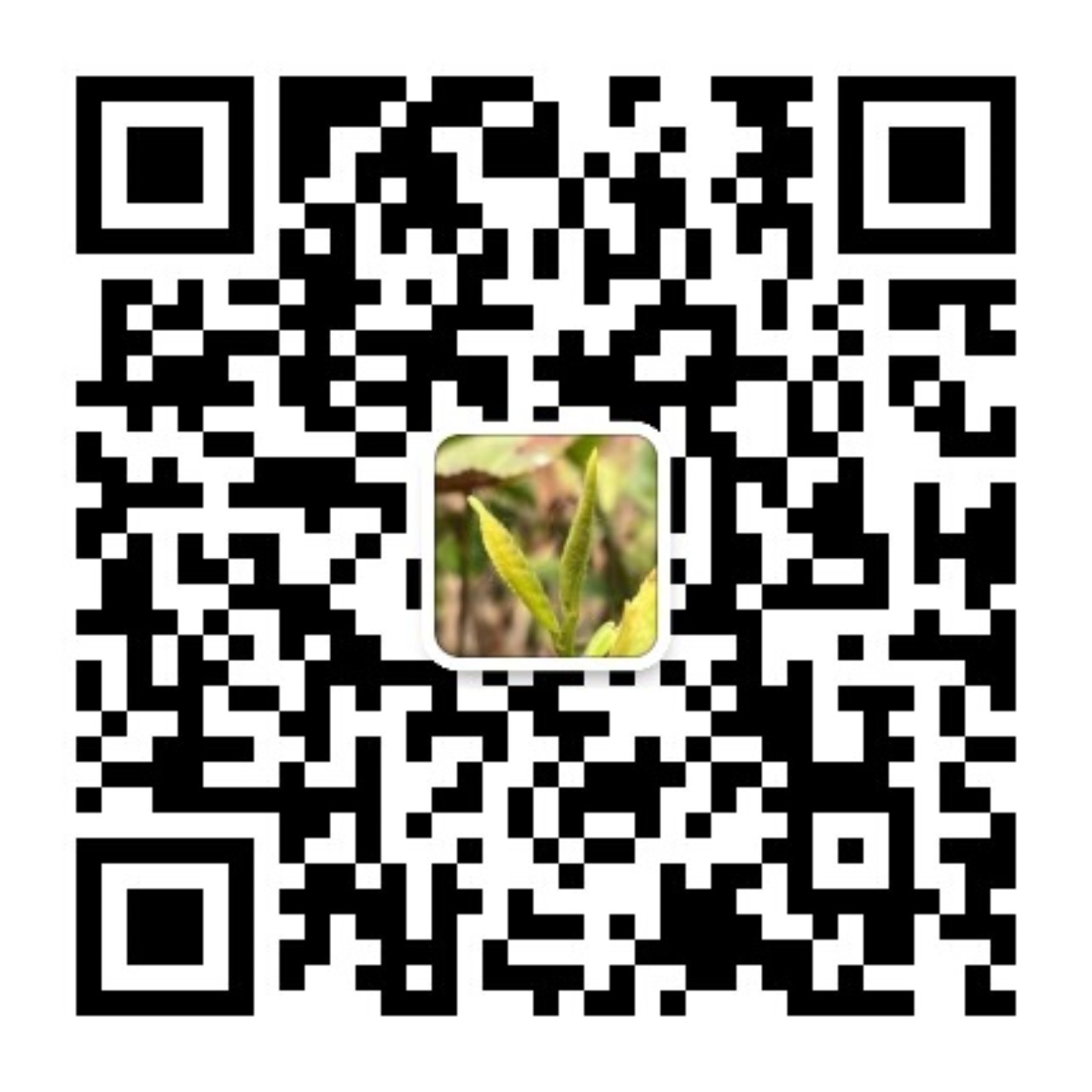 1744540572910987.jpg