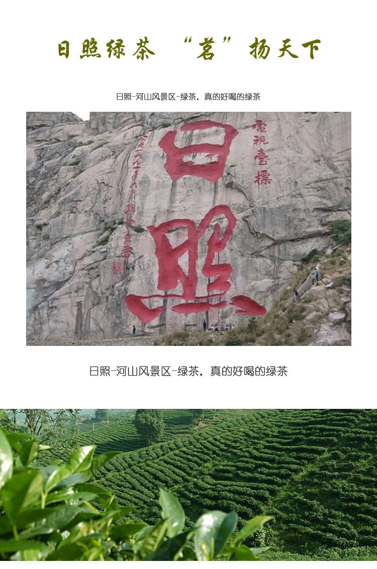 日照绿茶000011.jpg